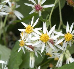 Hvězdnice 'Beth Chatto' - Aster divaricatus 'Beth Chatto'