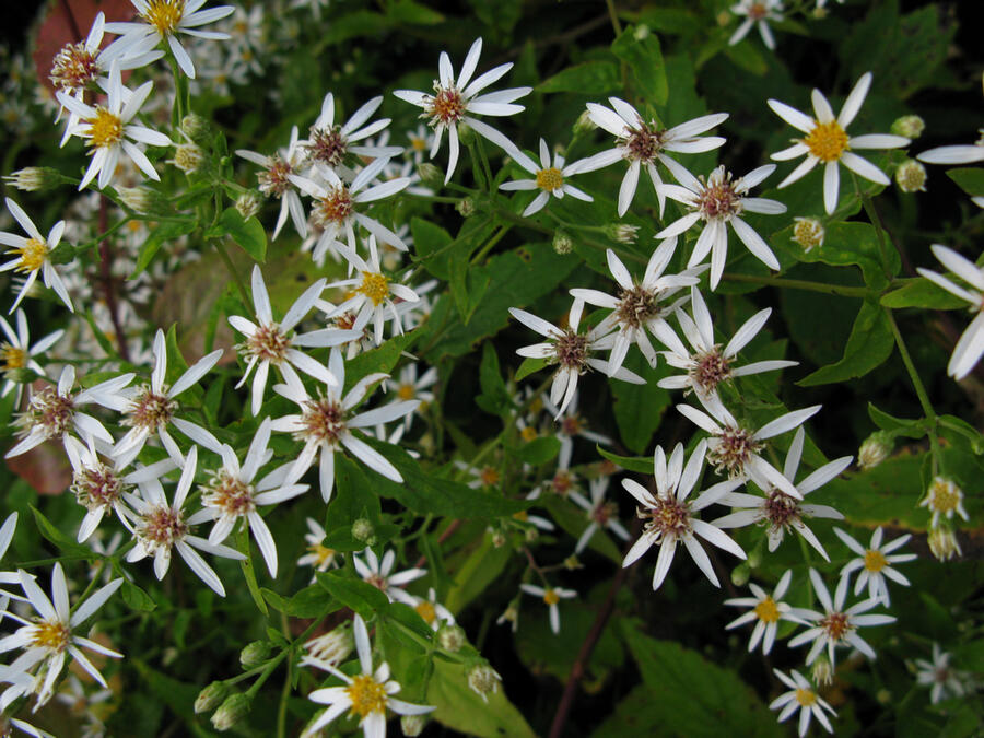 Hvězdnice 'Beth Chatto' - Aster divaricatus 'Beth Chatto'