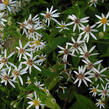 Hvězdnice 'Beth Chatto' - Aster divaricatus 'Beth Chatto'