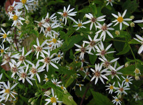 Hvězdnice rozkladitá 'Beth Chatto' - Aster divaricatus 'Beth Chatto'