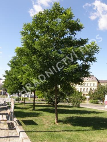 Trnovník akát 'Bessoniana' - Robinia pseudoacacia 'Bessoniana'