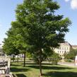 Trnovník akát 'Bessoniana' - Robinia pseudoacacia 'Bessoniana'