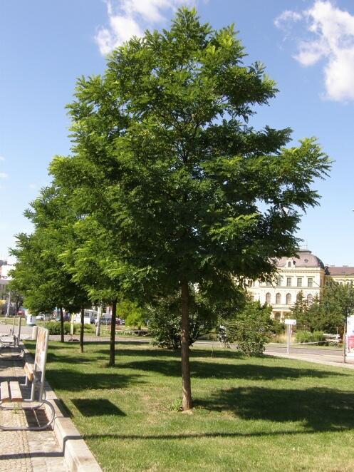 Trnovník akát 'Bessoniana' - Robinia pseudoacacia 'Bessoniana'