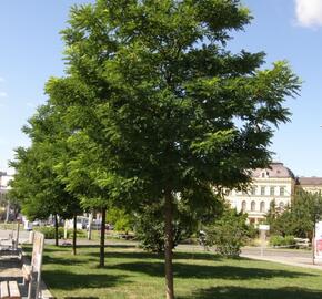 Trnovník akát 'Bessoniana' - Robinia pseudoacacia 'Bessoniana'