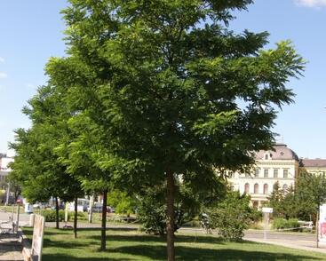 Trnovník akát 'Bessoniana'