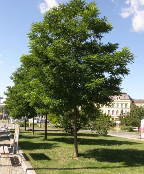 Trnovník akát 'Bessoniana' - Robinia pseudoacacia 'Bessoniana'