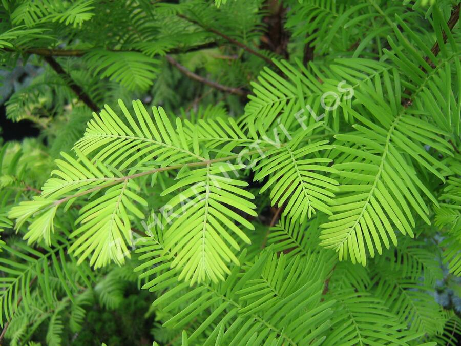 Metasekvoje tisovcovitá - Metasequoia glyptostroboides