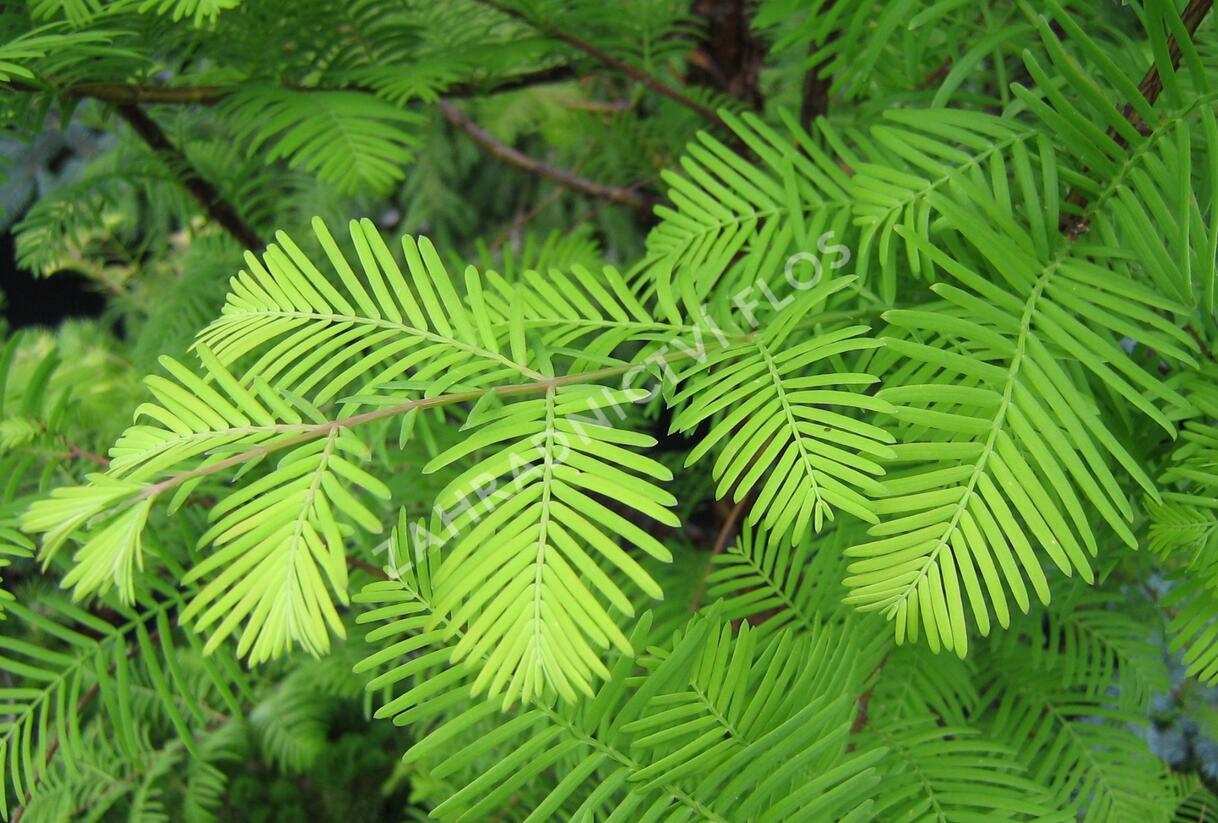 Metasekvoje tisovcovitá - Metasequoia glyptostroboides