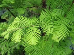 Metasekvoje tisovcovitá - Metasequoia glyptostroboides