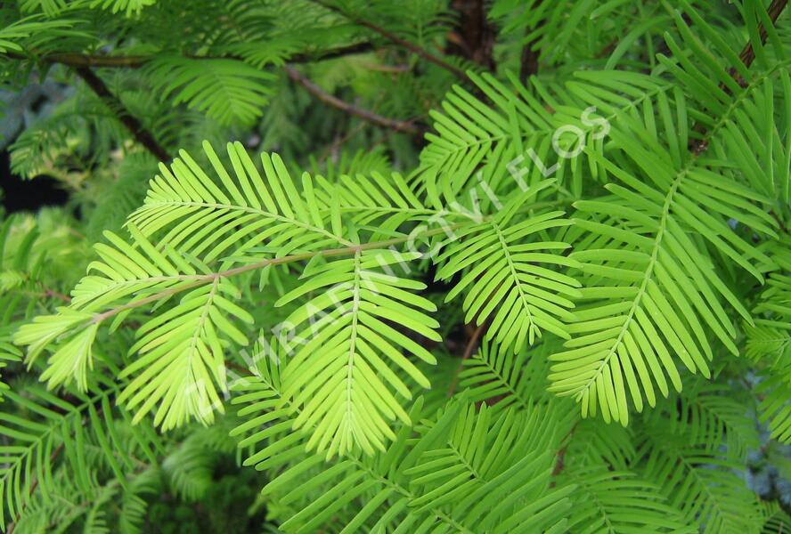 Metasekvoje tisovcovitá - Metasequoia glyptostroboides