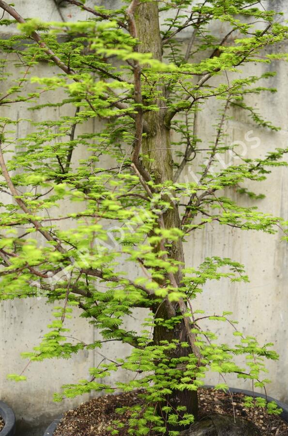 Metasekvoje tisovcovitá - Metasequoia glyptostroboides