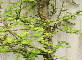 Metasekvoje tisovcovitá - Metasequoia glyptostroboides