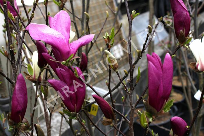 Šácholan 'Susan' - Magnolia 'Susan'