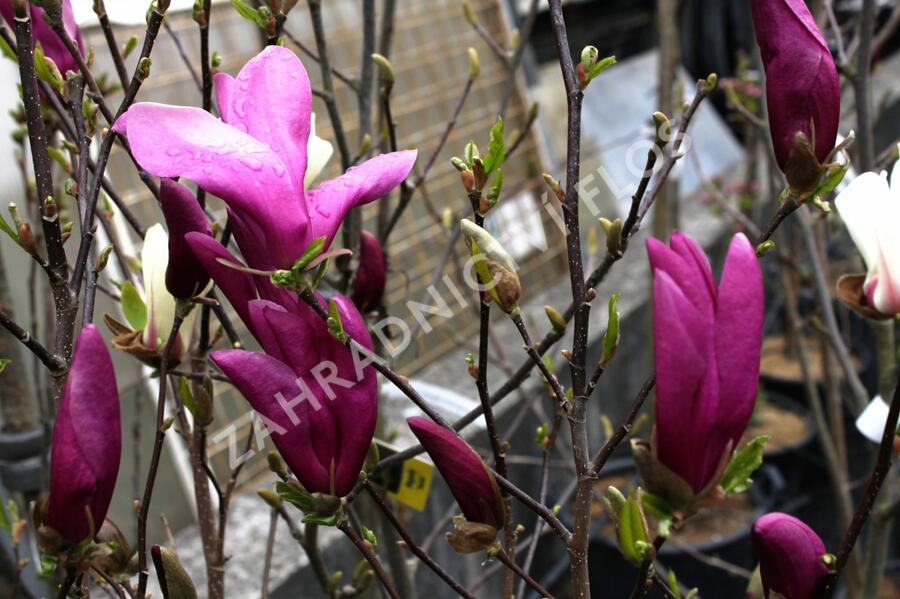 Šácholan 'Susan' - Magnolia 'Susan'