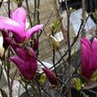 Šácholan 'Susan' - Magnolia 'Susan'
