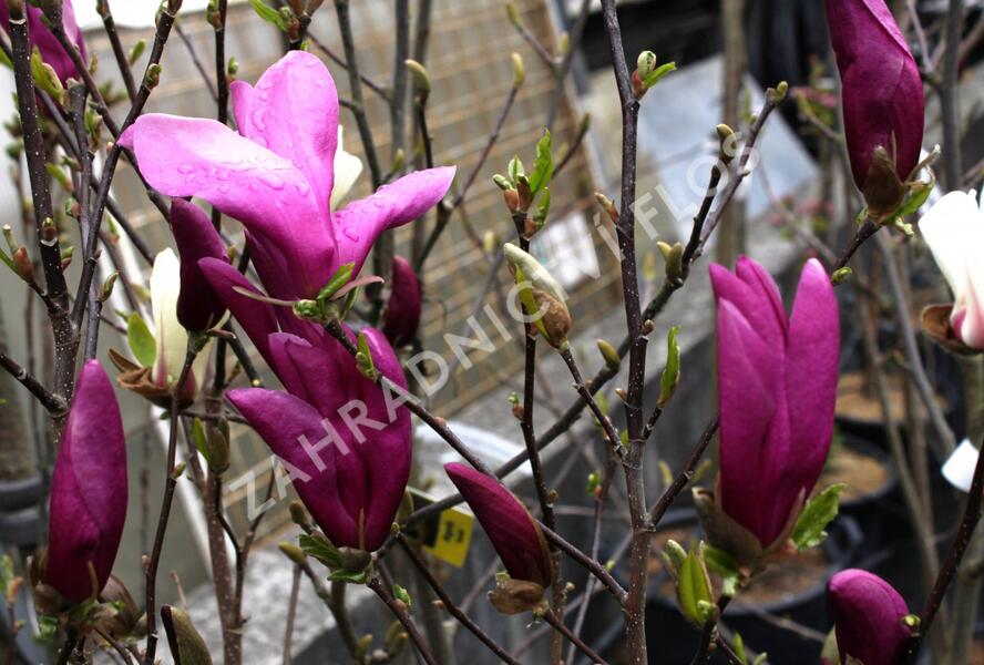 Šácholan 'Susan' - Magnolia 'Susan'