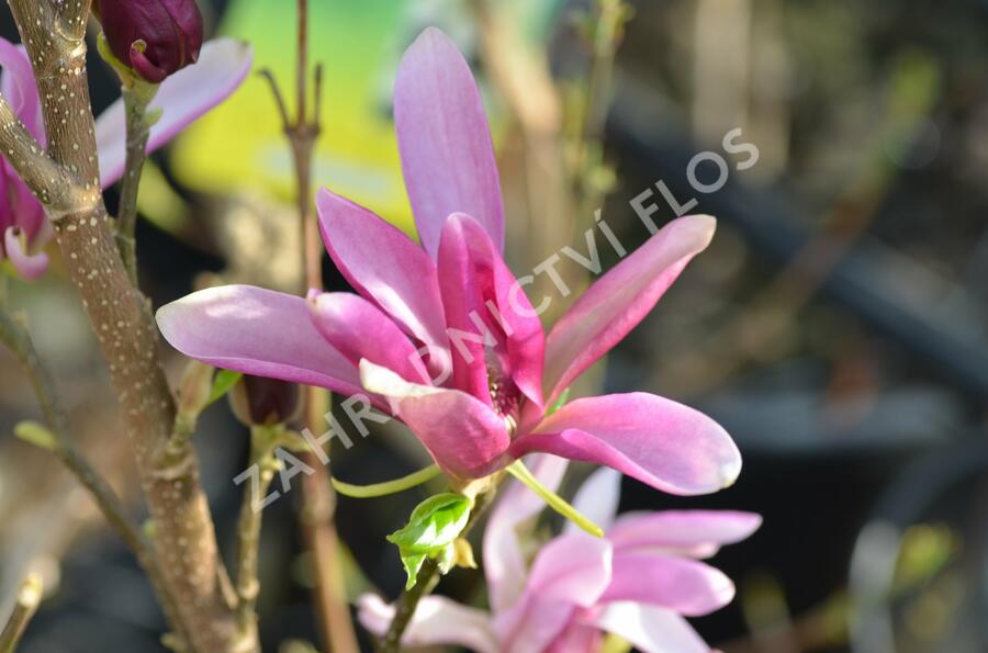 Šácholan 'Susan' - Magnolia 'Susan'