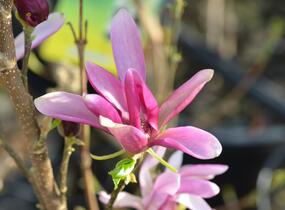 Šácholan 'Susan' - Magnolia 'Susan'