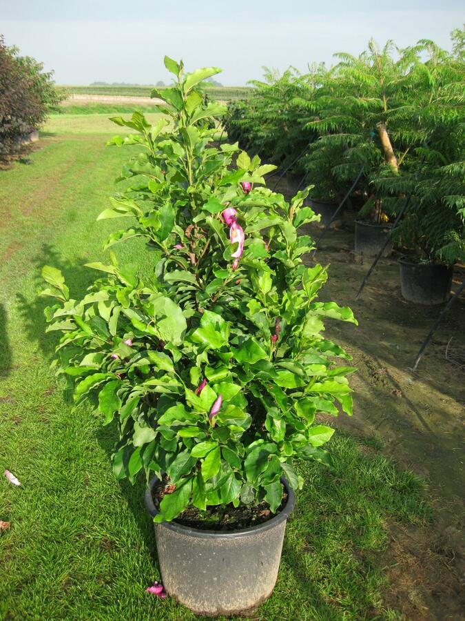 Šácholan 'Susan' - Magnolia 'Susan'