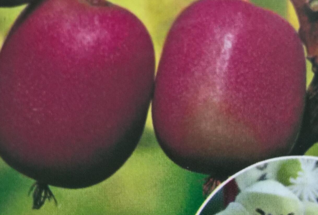 Aktinidie význačná, kiwi - samičí 'Purpurna Sadowa' - Actinidia arguta 'Purpurna Sadowa'