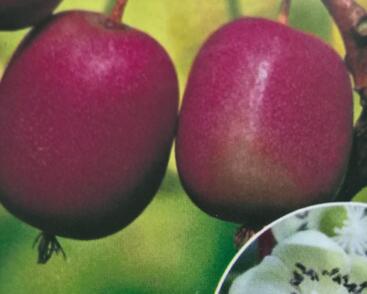 Aktinidie význačná, kiwi - samičí 'Purpurna Sadowa'