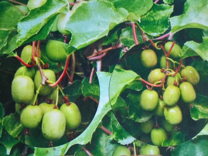 Aktinidie význačná, kiwi - samosprašná 'Kozolupy' - Actinidia arguta 'Kozolupy'