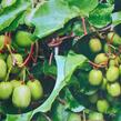 Aktinidie význačná, kiwi - samosprašná 'Kozolupy' - Actinidia arguta 'Kozolupy'