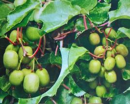 Aktinidie význačná, kiwi - samosprašná 'Kozolupy'