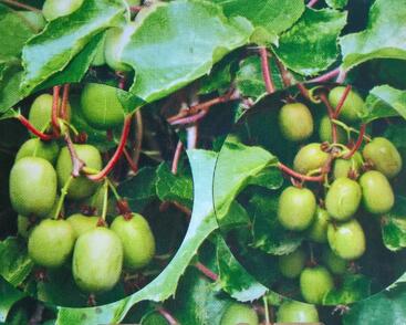 Aktinidie význačná, kiwi - samosprašná 'Kozolupy'