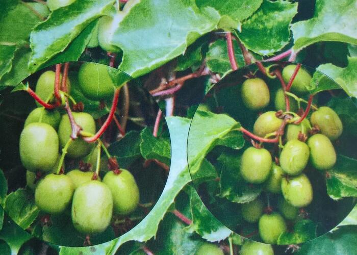 Aktinidie význačná, kiwi - samosprašná 'Kozolupy' - Actinidia arguta 'Kozolupy'