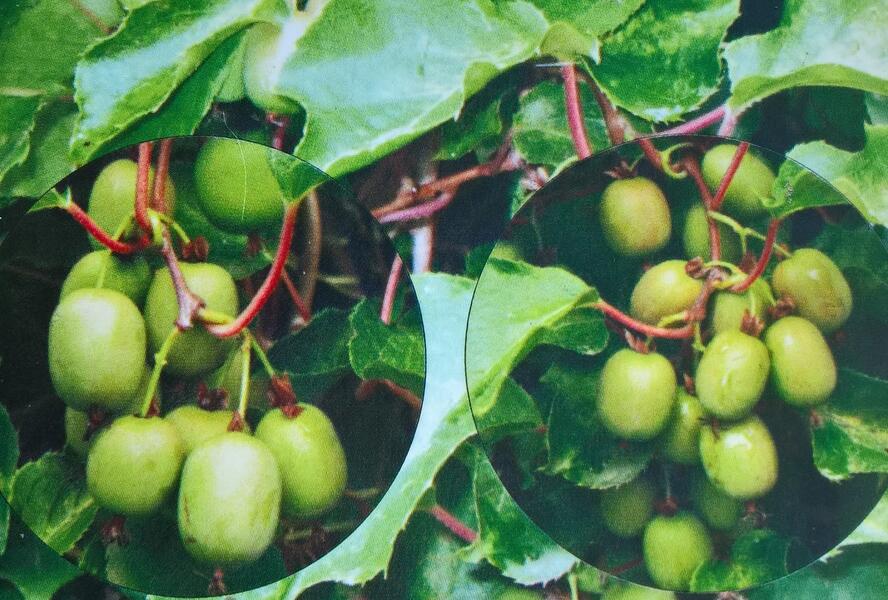 Aktinidie význačná, kiwi - samosprašná 'Kozolupy' - Actinidia arguta 'Kozolupy'