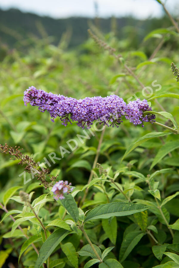 Motýlí keř, Komule Davidova 'Orchid Beauty' - Buddleja davidii 'Orchid Beauty'