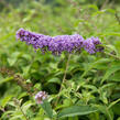 Motýlí keř, Komule Davidova 'Orchid Beauty' - Buddleja davidii 'Orchid Beauty'