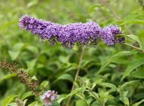 Motýlí keř, Komule Davidova 'Orchid Beauty' - Buddleja davidii 'Orchid Beauty'