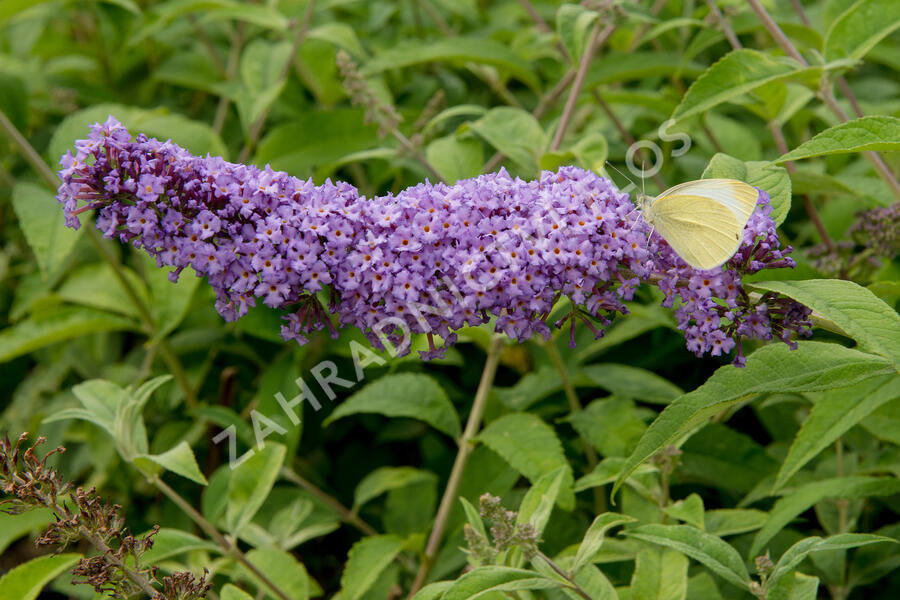 Motýlí keř, Komule Davidova 'Orchid Beauty' - Buddleja davidii 'Orchid Beauty'