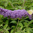 Motýlí keř, Komule Davidova 'Orchid Beauty' - Buddleja davidii 'Orchid Beauty'