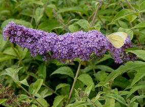 Motýlí keř, Komule Davidova 'Orchid Beauty' - Buddleja davidii 'Orchid Beauty'