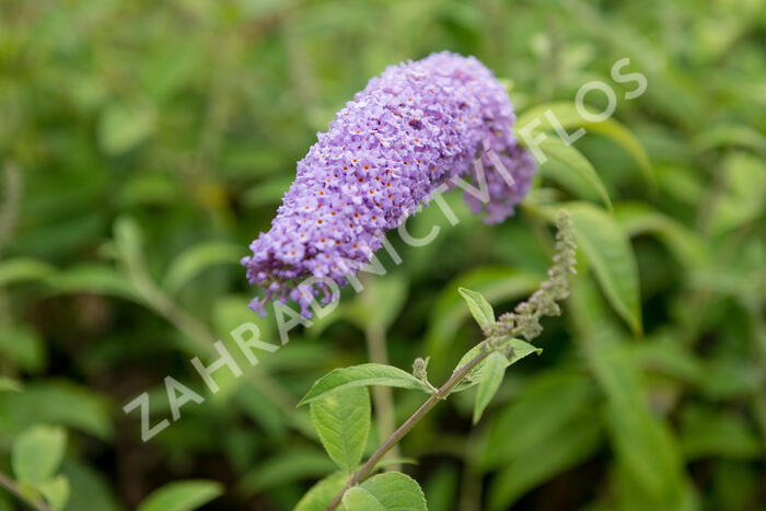 Motýlí keř, Komule Davidova 'Orchid Beauty' - Buddleja davidii 'Orchid Beauty'