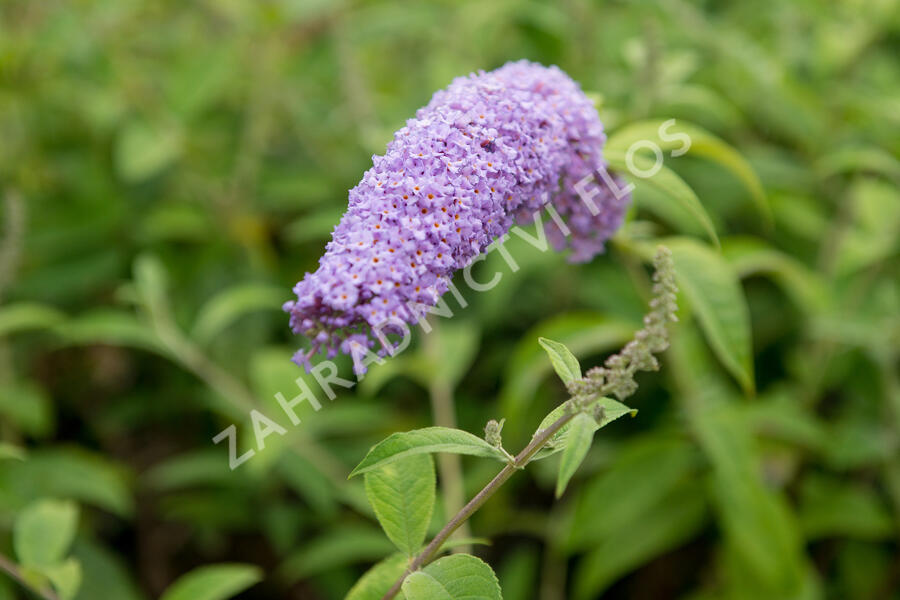 Motýlí keř, Komule Davidova 'Orchid Beauty' - Buddleja davidii 'Orchid Beauty'