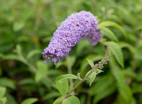 Motýlí keř, Komule Davidova 'Orchid Beauty' - Buddleja davidii 'Orchid Beauty'