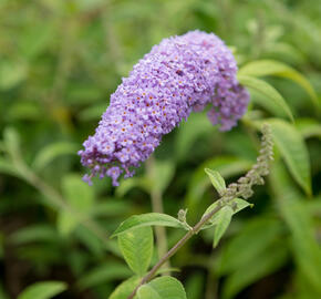 Motýlí keř, Komule Davidova 'Orchid Beauty' - Buddleja davidii 'Orchid Beauty'