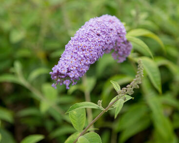 Motýlí keř, Komule Davidova 'Orchid Beauty'