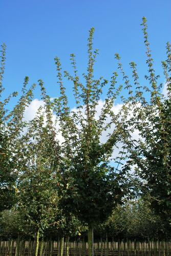 Javor babyka 'Elsrijk' - Acer campestre 'Elsrijk'