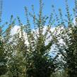 Javor babyka 'Elsrijk' - Acer campestre 'Elsrijk'