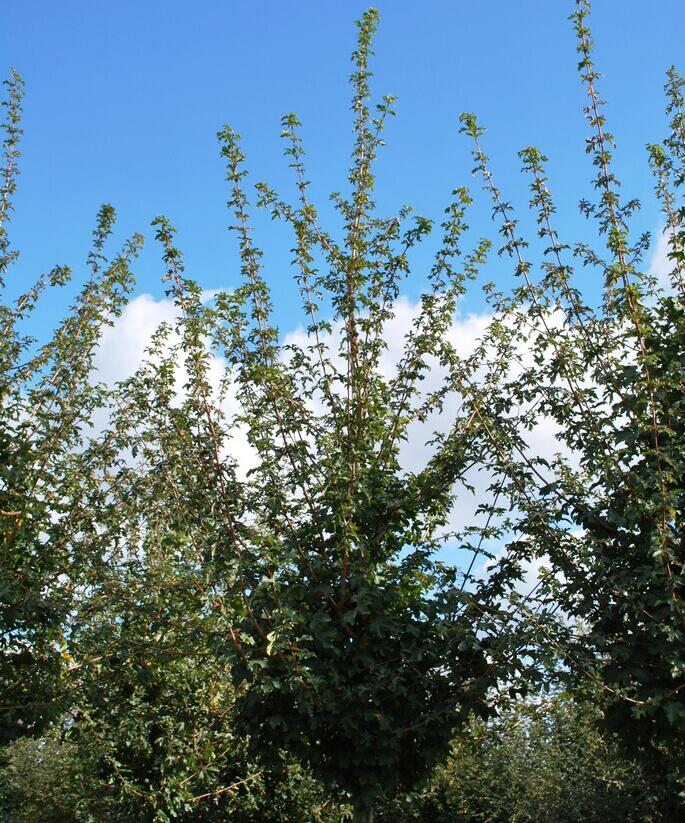 Javor babyka 'Elsrijk' - Acer campestre 'Elsrijk'