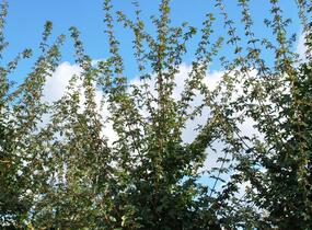 Javor babyka 'Elsrijk' - Acer campestre 'Elsrijk'
