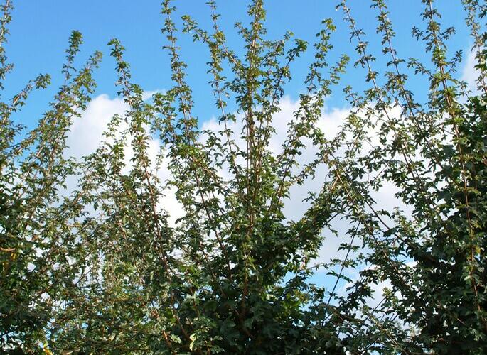 Javor babyka 'Elsrijk' - Acer campestre 'Elsrijk'