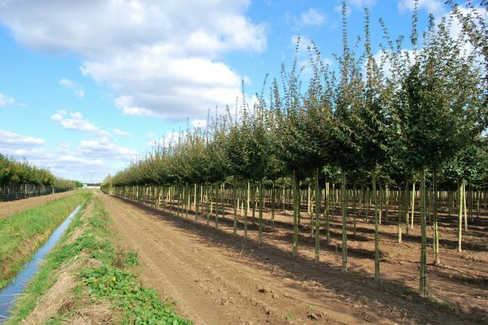 Javor babyka 'Elsrijk' - Acer campestre 'Elsrijk'