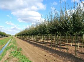Javor babyka 'Elsrijk' - Acer campestre 'Elsrijk'