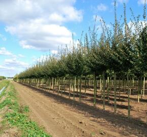 Javor babyka 'Elsrijk' - Acer campestre 'Elsrijk'